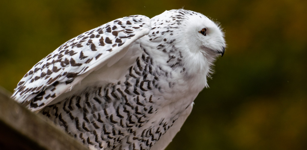 49.Yves_Giraud.Libre_1-YG