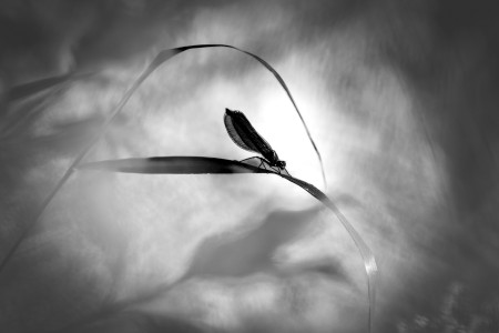 Corinne D IMG_3530