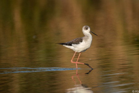 03-Himantopus himantopus (DSC03722)