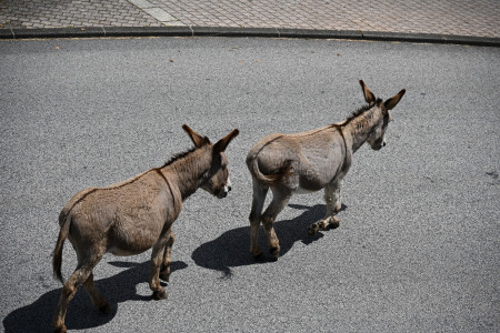Toinette's Lost Donkeys