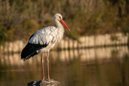 07-Cigogne (DSC03738)