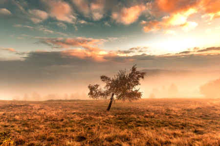 Brume