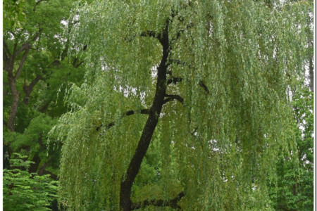 Beautiful young willow tree in Westfriehof park