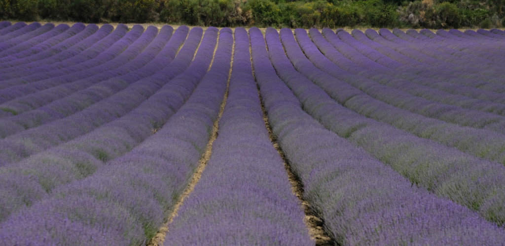 51.Cosimo_Rotondo.LUBERON2