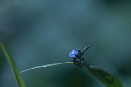YK Scarabée bleu