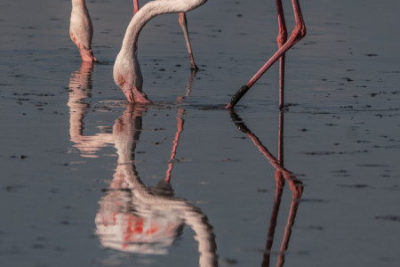 04-Flamand rose (DSC0337)