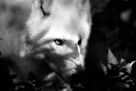 Bruno site internet 6 animalier