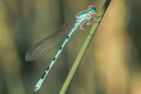 10-Agrion male (DSC09053)
