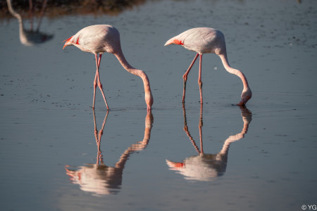 06-Flamand rose DSC03512