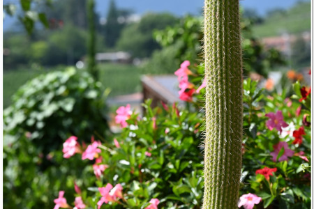 Trauttmansdorff garden