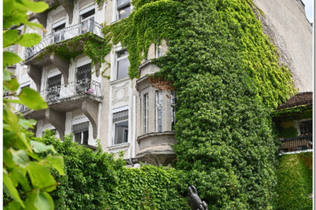 High vines Spanish Consulate Gardens