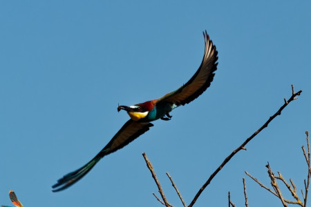 P5291391Liloo