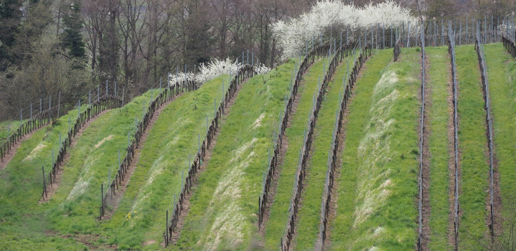 32.Ian_Bromehead.Riesling_de_Rodern