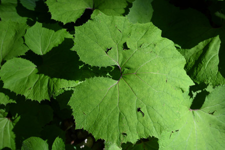 Forest Leaf