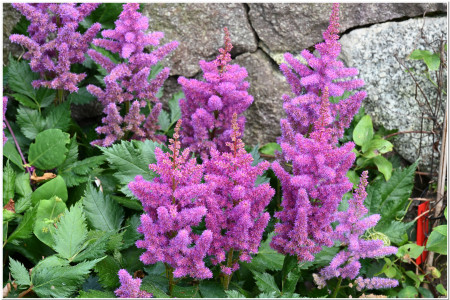 Trauttmansdorff garden