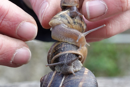 Totem d'escargots