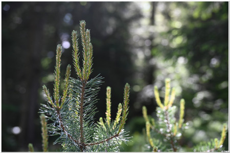 Young Spruce
