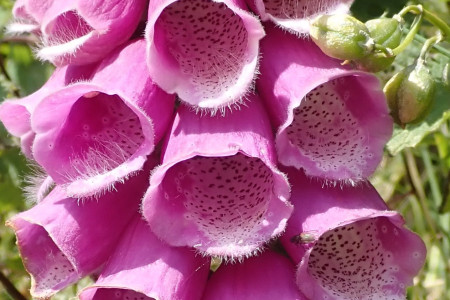 Irish Foxglove