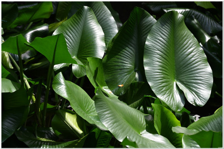 Lucious lotus leaves Trauttmansdorff gardens