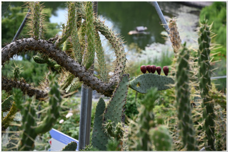 Trauttmansdorff garden