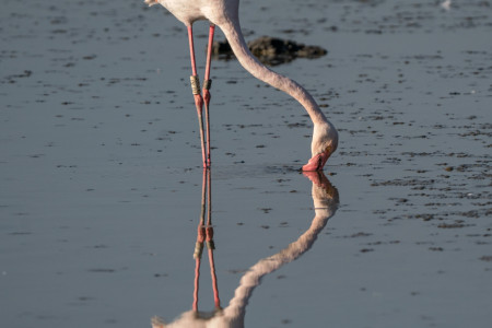 05-Flamand rose DSC03507